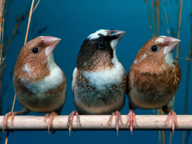 Three Bengalese finches, also known as Society Finches. Finches learn to sing from their father or foster father. Image credit: Arco Images GmbH/Alamy