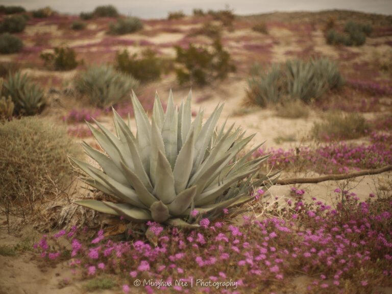 Desert Agave in the foreground with purple pink wildflowers in the background at June Wash in Anza Borrego State Park. (Minghua Nie | Photography)