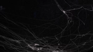 jellyfish tentacles my umwelt footer