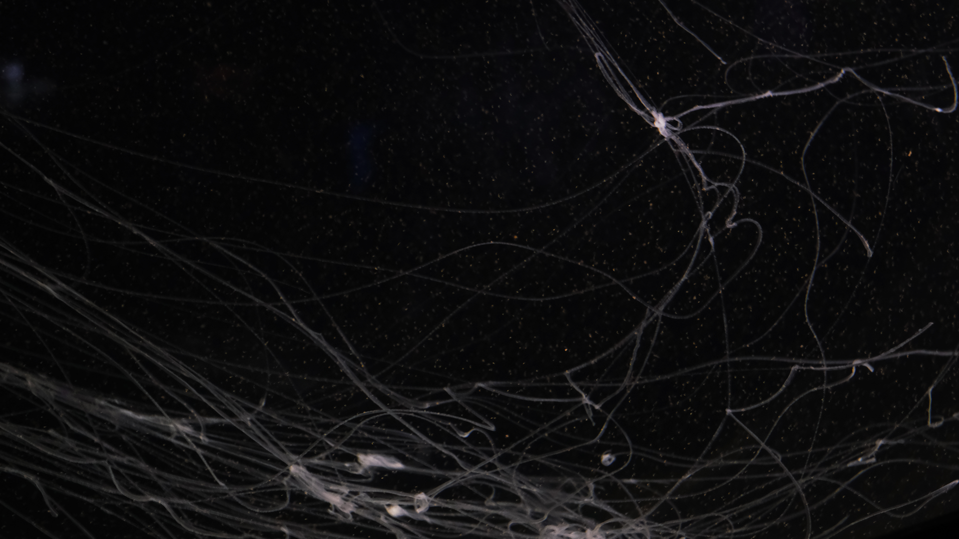 jellyfish tentacles my umwelt footer