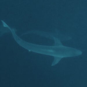 Tope sharks