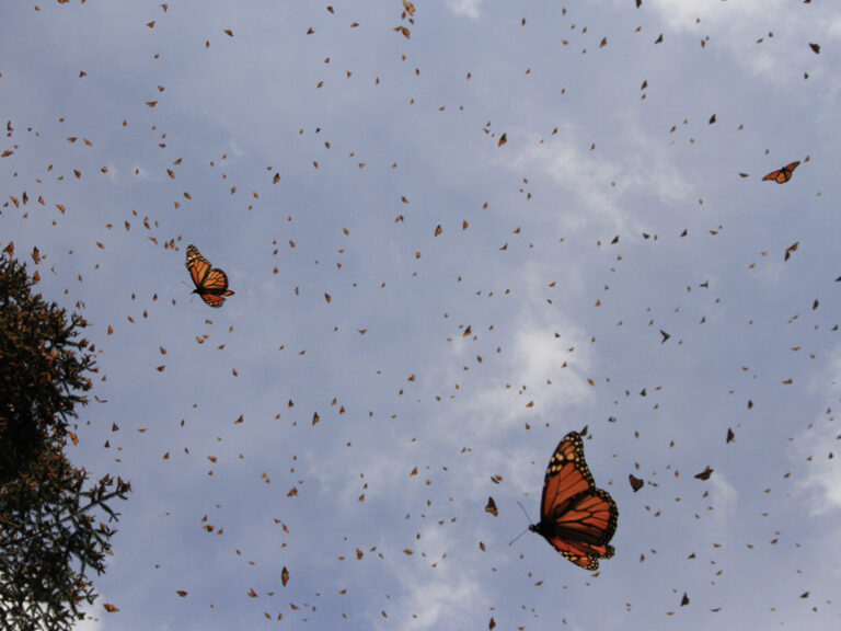 Monarch butterflies rising