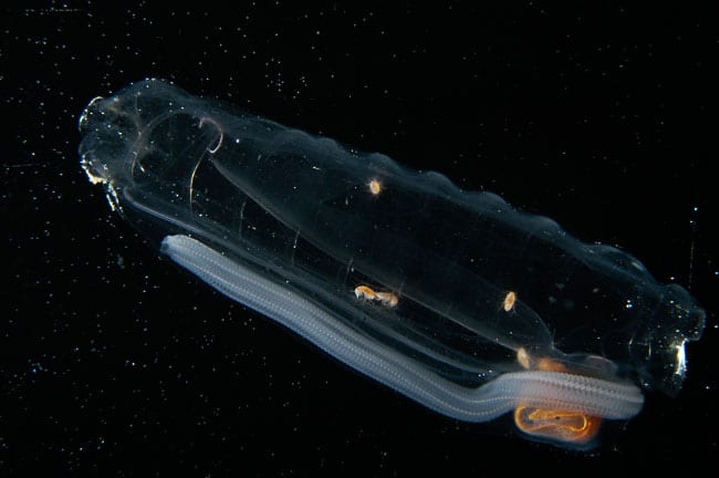 Photo of a salp by Larry Madin.