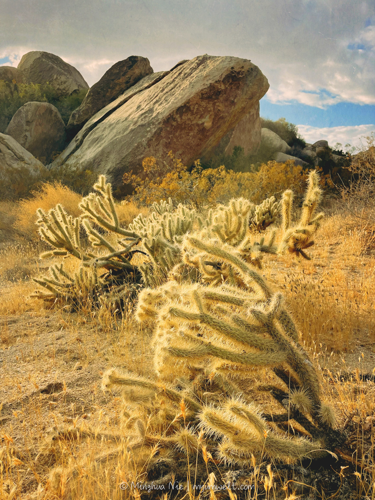 2025 WBC-final_WM-7061