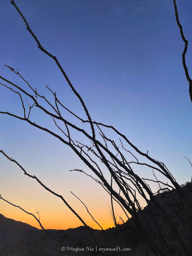 2025 WBC-final_WM-7067