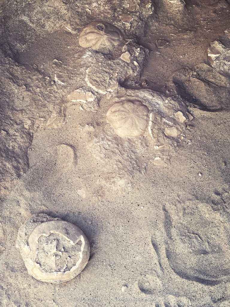 2025 WBC-final_WM-7069