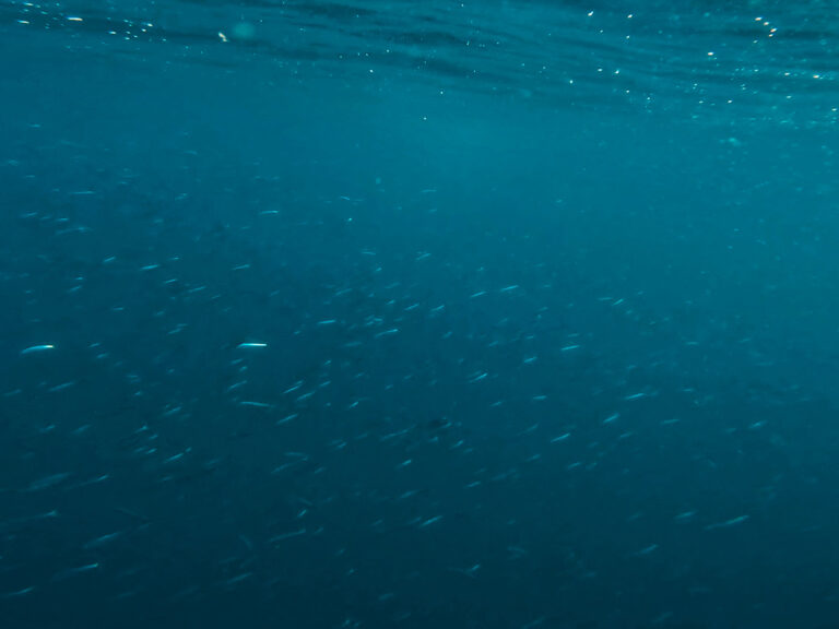 a school of fish like millions of sparkles in blue ocean